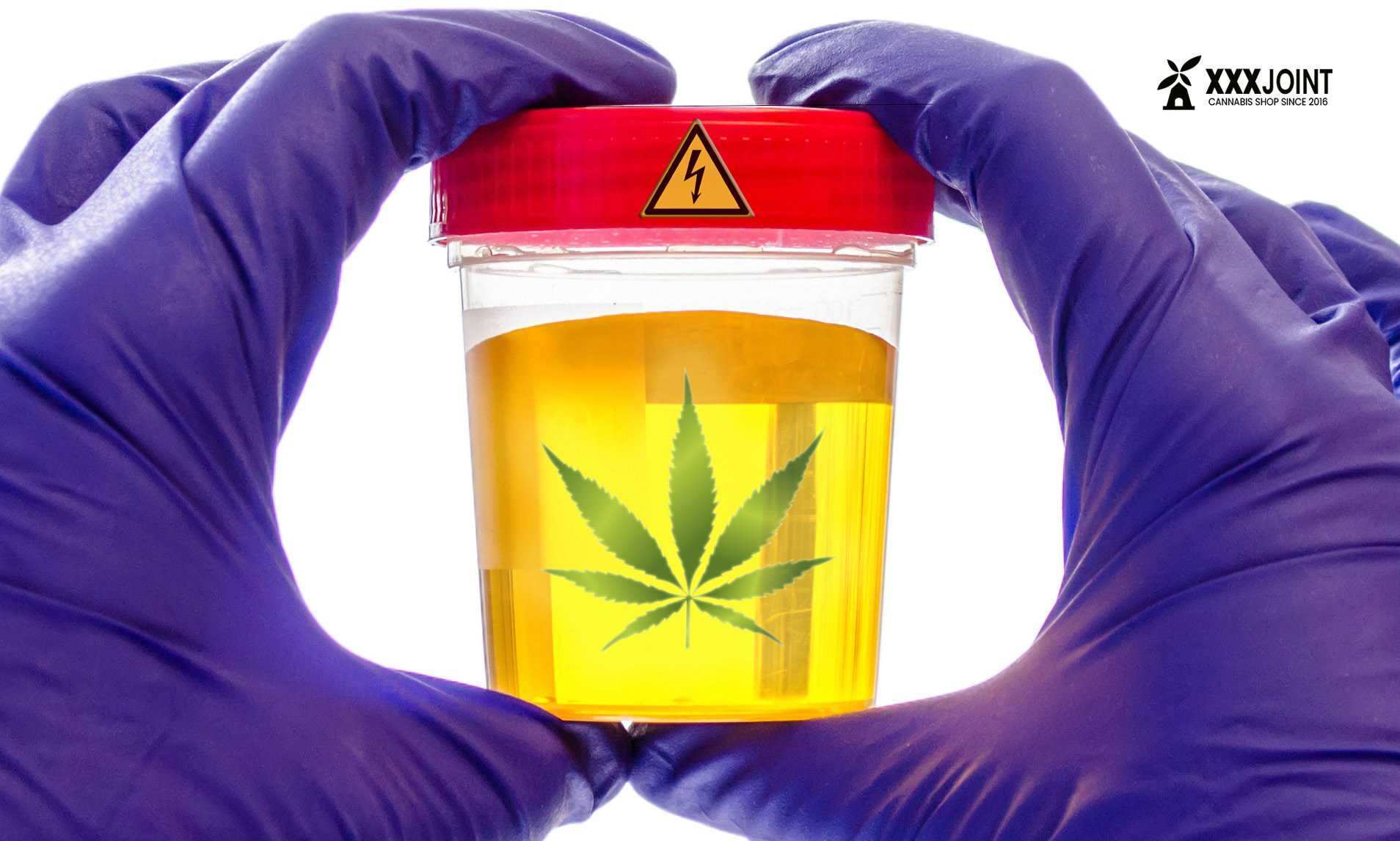 Test antidroga urine THC e Cannabis? Scopri come affrontarlo al meglio!